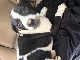 American Pit Bull Terrier – pitbull – Mobile