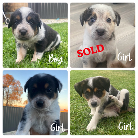 Border Collie – Border Collie x Blue Heeler puppies