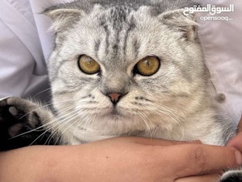 Scotish girl Cat – Abu Dhabi