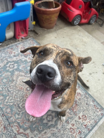 American Pit Bull Terrier – American pit bull terrier brindle