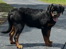 Purebred Rottweiler Puppies Available 