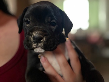 Boxer – Boxer puppies for sell!!! – Visalia