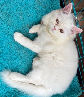 Persian cat for sale