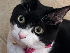 American Shorthair – Garbage the kitty kat – Jacksonville