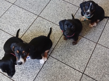 Dachshund – Süße Hunde suchen ein neues Zuhause – Bad Salzuflen