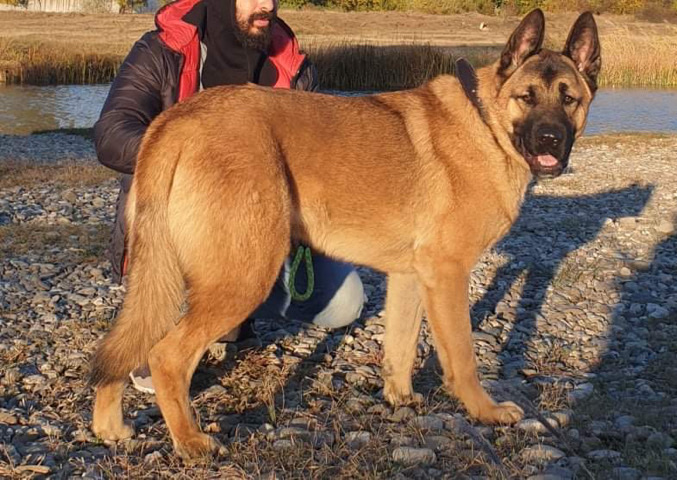 Beautiful dog