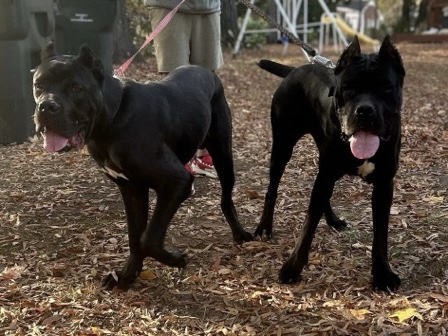 Cane Corso – Two For One, Cane Corsos – Rock Hill