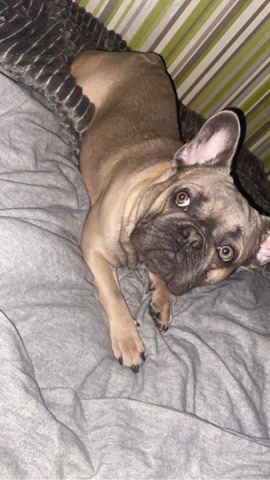 French Bulldog – stud duty