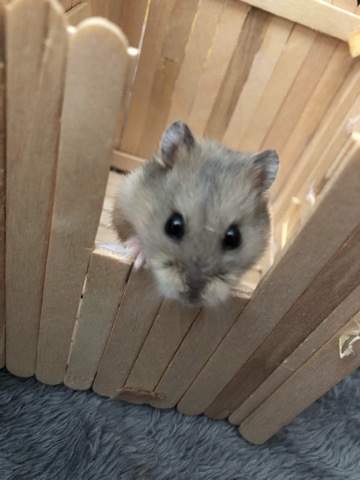 hamster – female dwarf hamster
