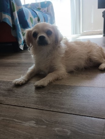 Chihuahua – Nora