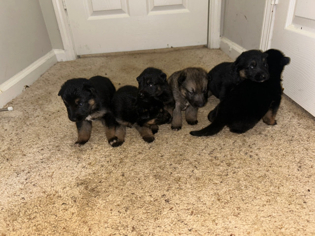 German Shepherd – Full bred German shepherd puppies
