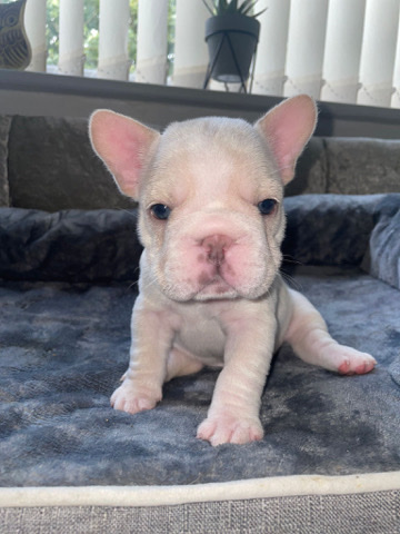 French Bulldog – 🧶🔥Tilly X Dom Perignon 🔥🧶