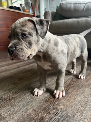 Rome XL American Bully