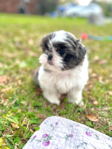 Shih Tzu – AKC Blue Shih Tzu female
