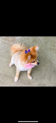 Pomeranian β Meet Kulture the Pomeranian β University Park