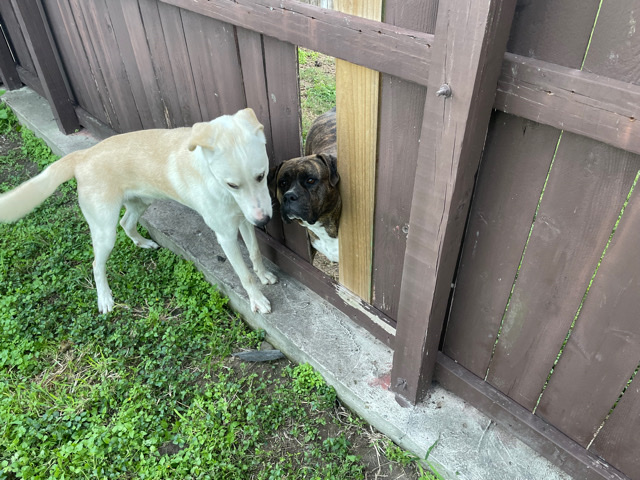 Labrador Retriever – Yellow Lab mix loves life!