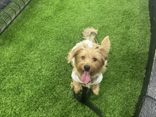 Yorkshire Terrier – female yorkie – Miami