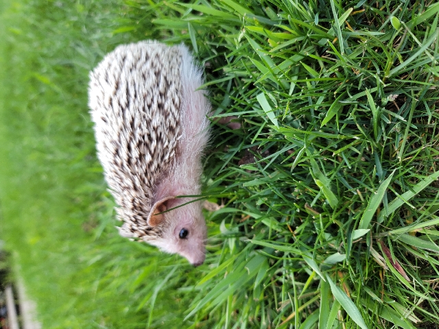 hedgehog – Adolescent Pygmy Hedgehog Rehoming