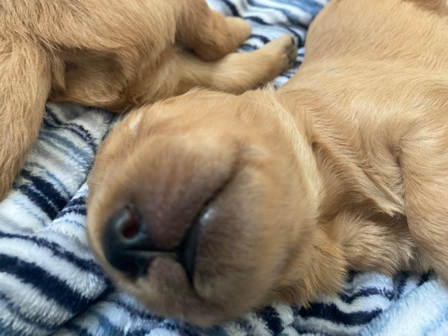 Golden Retriever – AKC Golden Retriever pups