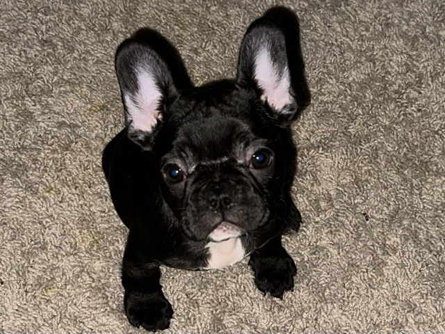 French Bulldog – Brindle French Bulldog – Summerville