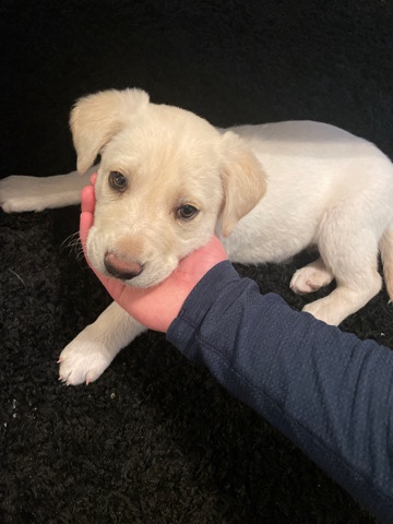 Labrador Retriever – lab pup