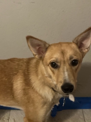 Labrador Husky – looking for new home for Jade