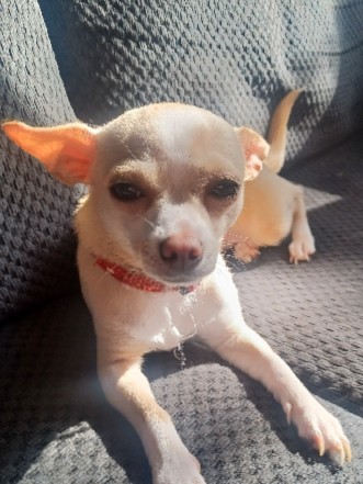 Chihuahua – smooth coat chihuahua