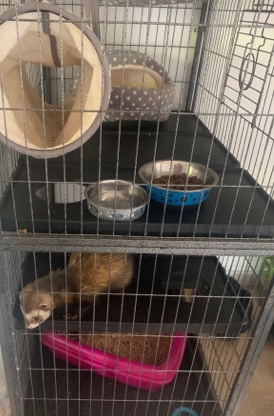 male ferret with cage