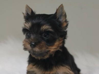 Yorkshire Terrier – adorable Yorkie puppies – Milwaukee