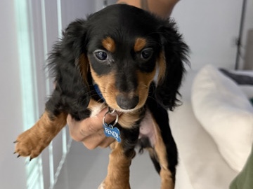 Dachshund – mini dachshund pure bread – Lehigh Acres