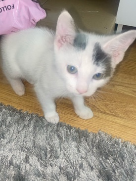 Cute Black and White Kitten