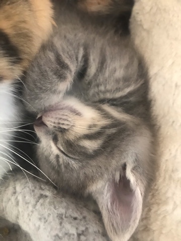 American Curl – kittens
