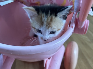 kitten for sale – Langport