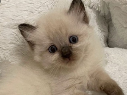 Siamese - Adorable smart Siamese  available for adoption in Dubai
