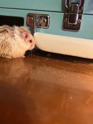Tiny white blueberry hamster