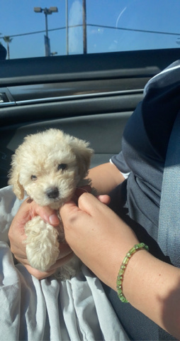 Maltipoo