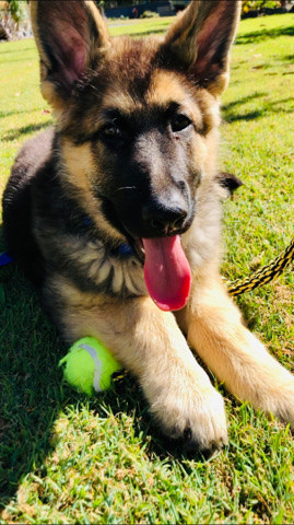German Shepherd – Purebred german shepherd puppies