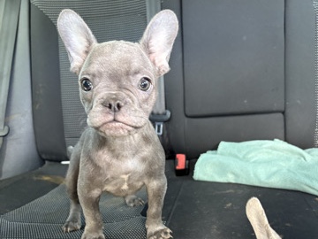 French Bulldog – Frenchies Blue and Merle – Indio