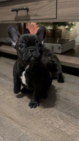 French Bulldog – frenchies