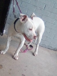 Bull and Terrier – dog for sell