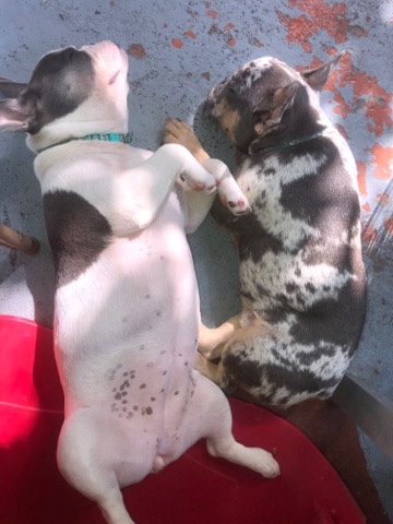 French Bulldog – French bulldog