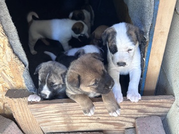 Cane Corso – looking for a loving home – Fontana