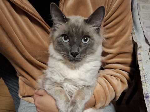 Image of Siamese