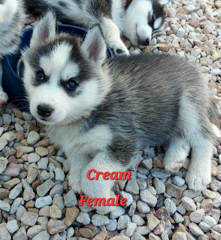 Gorgeous Siberian Husky Puppy