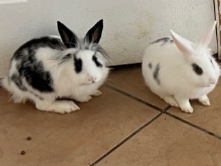 Dwarf Hotot – bunnies – Exeter