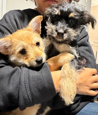 Chihuahua – Two left