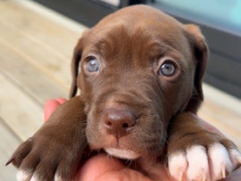 Staffordshire Bull Terrier – Puppy for adoption – Auckland