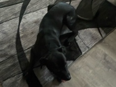 Labrador Retriever – Lab x Pitbull – San Bernardino