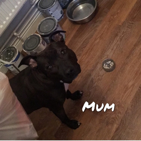 Staffordshire Bull Terrier – American bulldog X Staffy