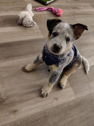 Australian Cattle Dog – Australian cattle dog Sale in Summerville SC